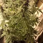 Auto divine  seed    athlètes ou pas