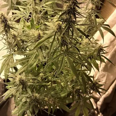 Auto divine  seed    athlètes ou pas