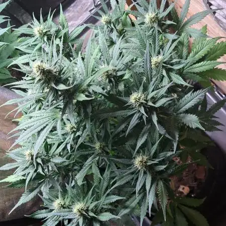 Auto divine  seed    athlètes ou pas