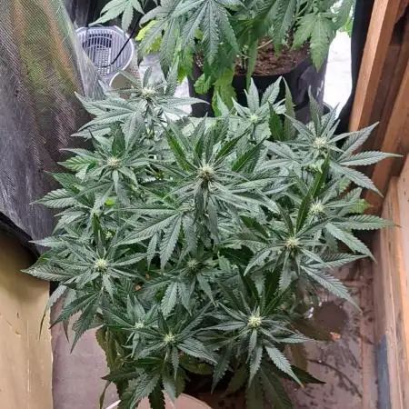Auto divine  seed    athlètes ou pas