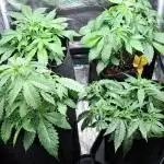 Auto divine  seed    athlètes ou pas