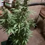 Auto divine  seed    athlètes ou pas