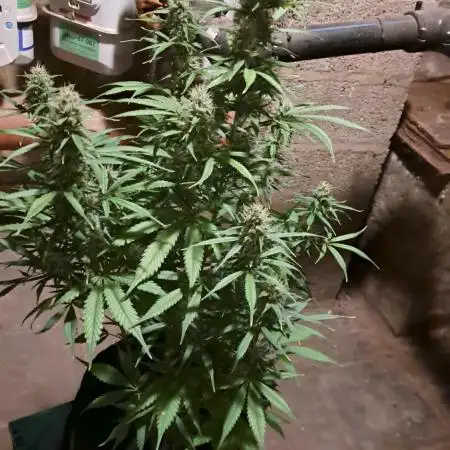 Auto divine  seed    athlètes ou pas