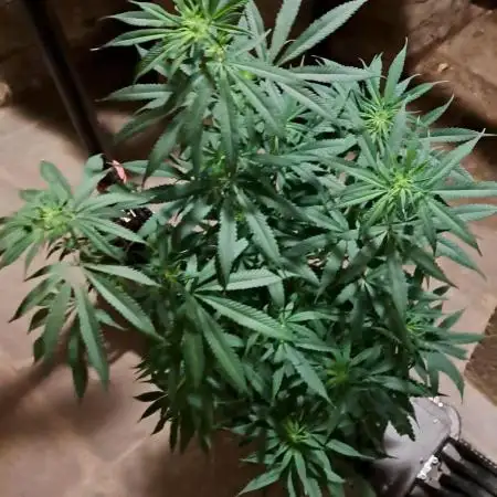 Auto divine  seed    athlètes ou pas