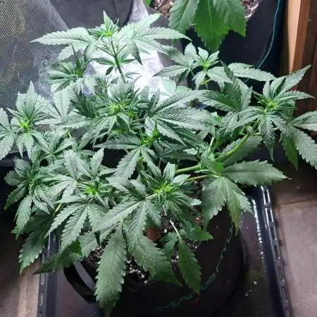 Auto divine  seed    athlètes ou pas