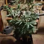 Auto divine  seed    athlètes ou pas