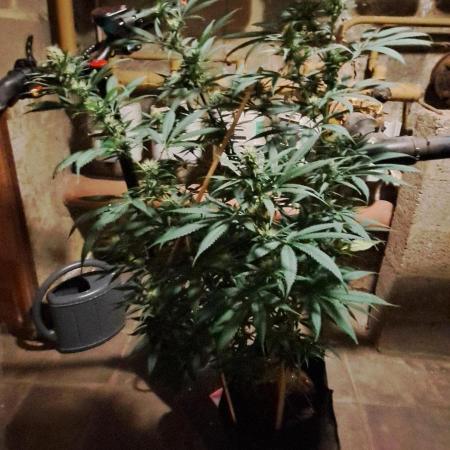 Auto divine  seed    athlètes ou pas