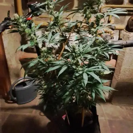 Auto divine  seed    athlètes ou pas