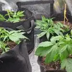 Auto divine  seed    athlètes ou pas