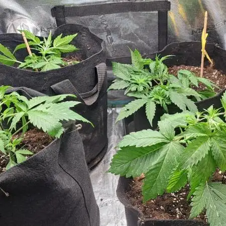 Auto divine  seed    athlètes ou pas