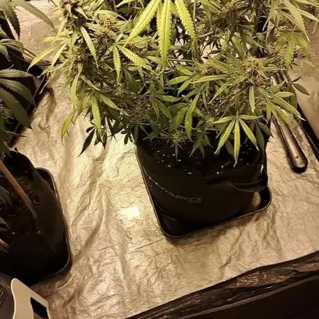 Auto divine  seed    athlètes ou pas