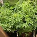 Auto divine  seed    athlètes ou pas