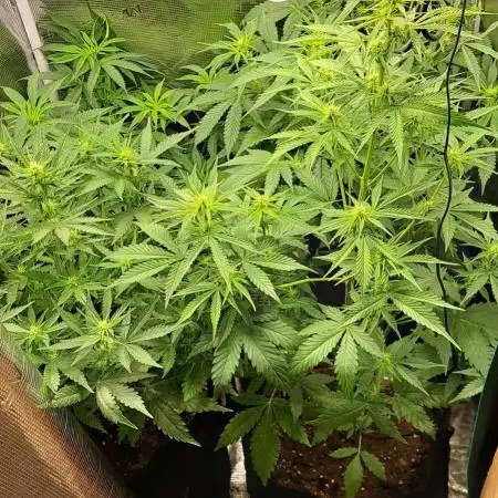 Auto divine  seed    athlètes ou pas