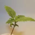 Grow 4