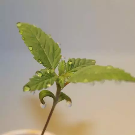 Grow 4