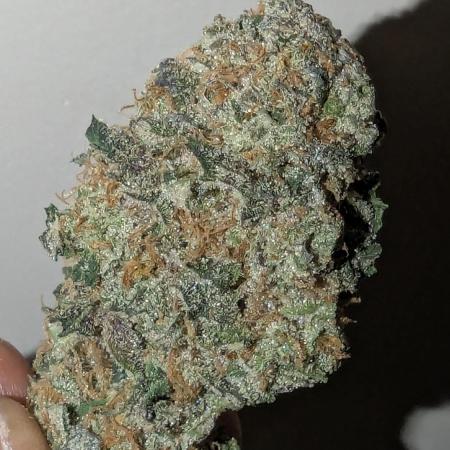 Limon Blanco V3 living soil khalifa grow contest