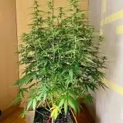 RQS' Grape Ape Auto