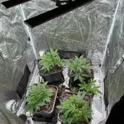 RQS' Grape Ape Auto