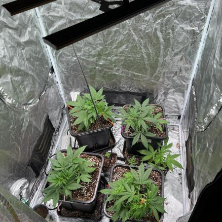 RQS' Grape Ape Auto
