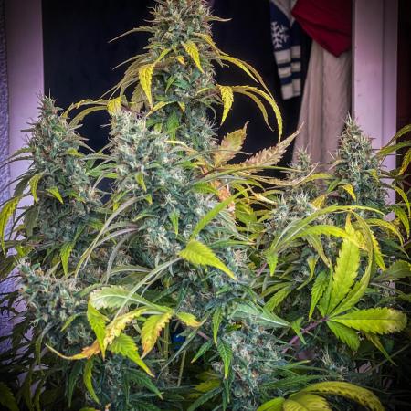 Doctor's choice's Chronic Ryder