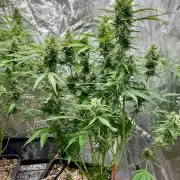 Doctor's choice's Chronic Ryder