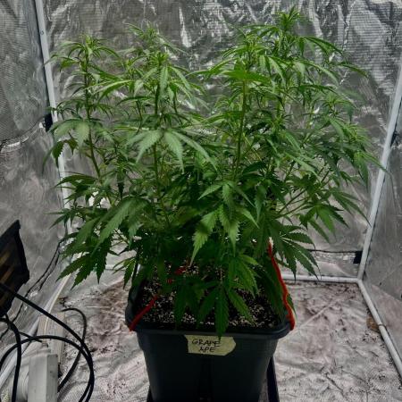 RQS' Grape Ape Auto