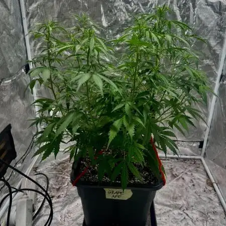 RQS' Grape Ape Auto