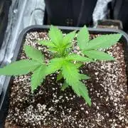 Doctor's choice's Chronic Ryder