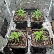 RQS' Grape Ape Auto