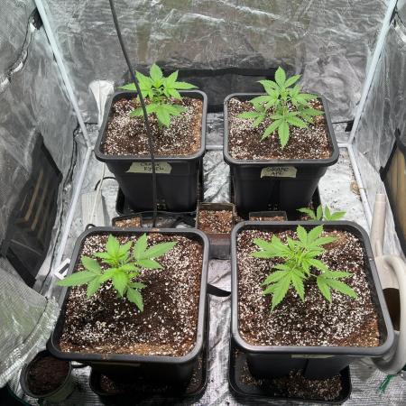 RQS' Grape Ape Auto