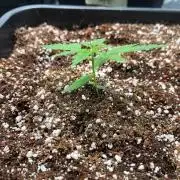 RQS' Grape Ape Auto
