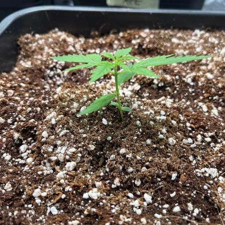 RQS' Grape Ape Auto