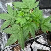 Doctor's choice's Chronic Ryder