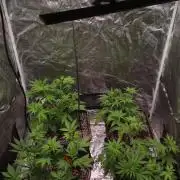 RQS' Grape Ape Auto