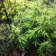 Doctor's choice's Chronic Ryder