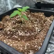 Doctor's choice's Chronic Ryder