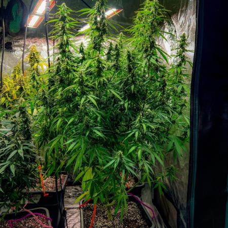 RQS' Grape Ape Auto