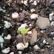 Granbul’s first grow 