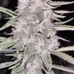 Hyperion F1 Auto - Royal Queen Seeds