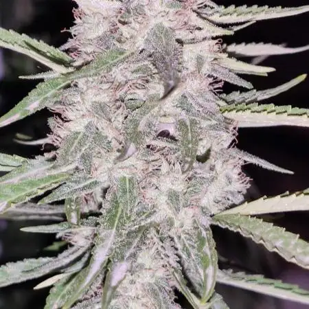 Hyperion F1 Auto - Royal Queen Seeds