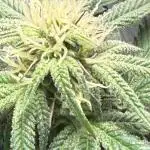 Bloom Log Tropicana Cookies