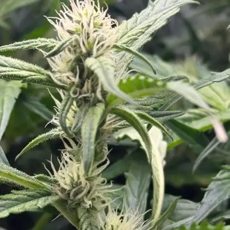 Bloom Log for 19L DWC