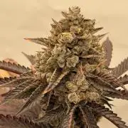 Strawberry Guava Bloom Log