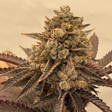 Strawberry Guava Bloom Log