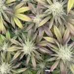 Strawberry Guava Bloom Log