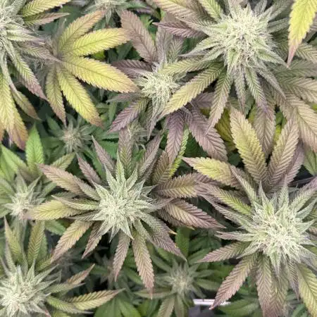 Strawberry Guava Bloom Log