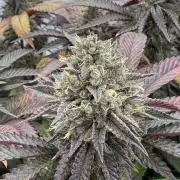 Strawberry Guava Bloom Log