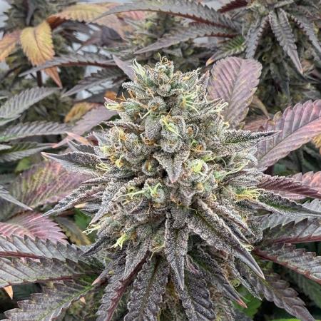 Strawberry Guava Bloom Log