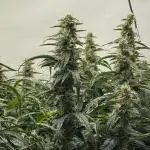 Bloom Log for 19L DWC