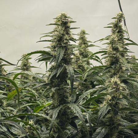 Bloom Log for 19L DWC